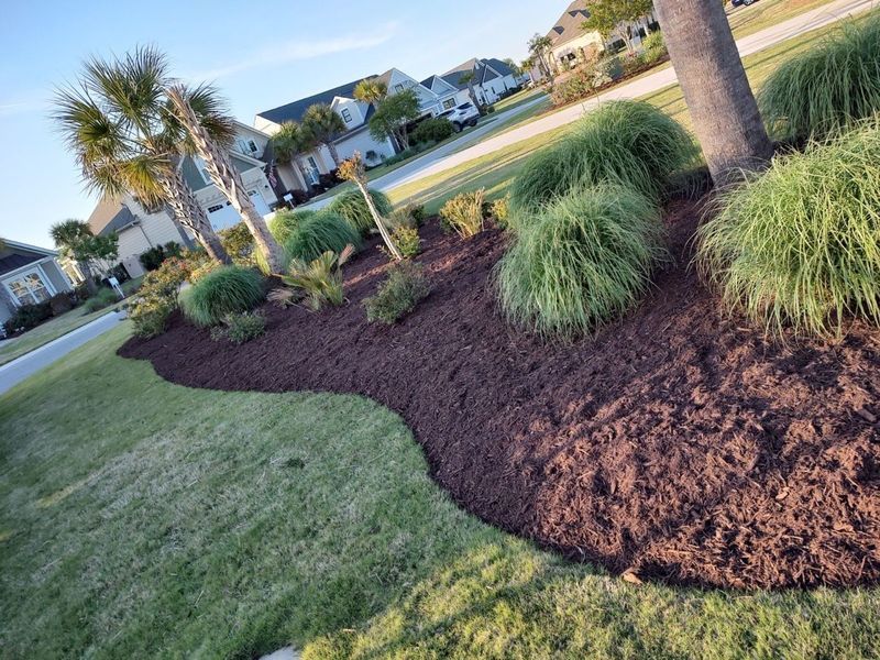 Landscaped front yard with mulch beds, ornamental grasses, palm trees, and a suburban street in the background