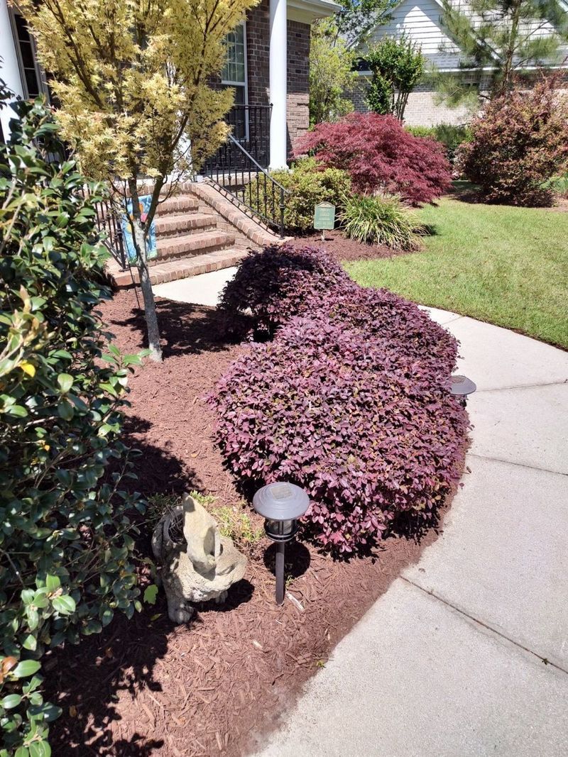 Front yard walkway with purple shrubs, green lawn, and a small garden light beside the steps