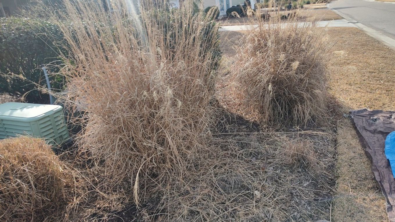 Dry ornamental grasses and shrubs in a garden bed beside a walkway, with a green bin and purple tarp nearby.