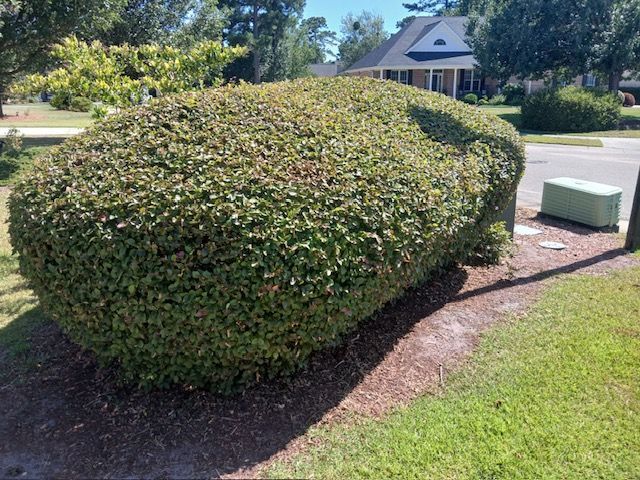 Trimmed hedge in a suburban yard beside a lawn and driveway, with a house in the background.