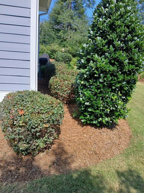 Shrub bed beside a house, with a trimmed round bush and a tall conical evergreen.