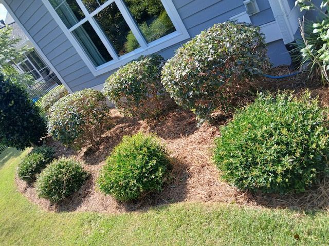 Landscaped shrubs and mulch bed beside a house with blue siding and a window