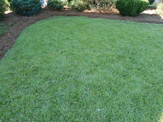Green lawn with a rounded edge, bordered by shrubs in a landscaped yard.