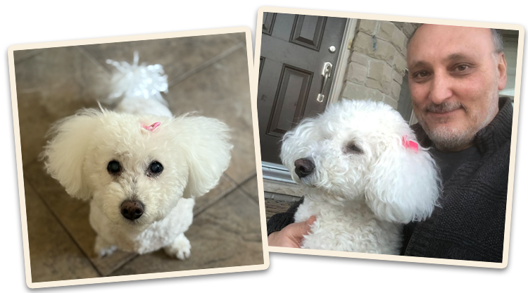 Two photos of a fluffy white dog, one with a pink bow and one being held by a smiling man