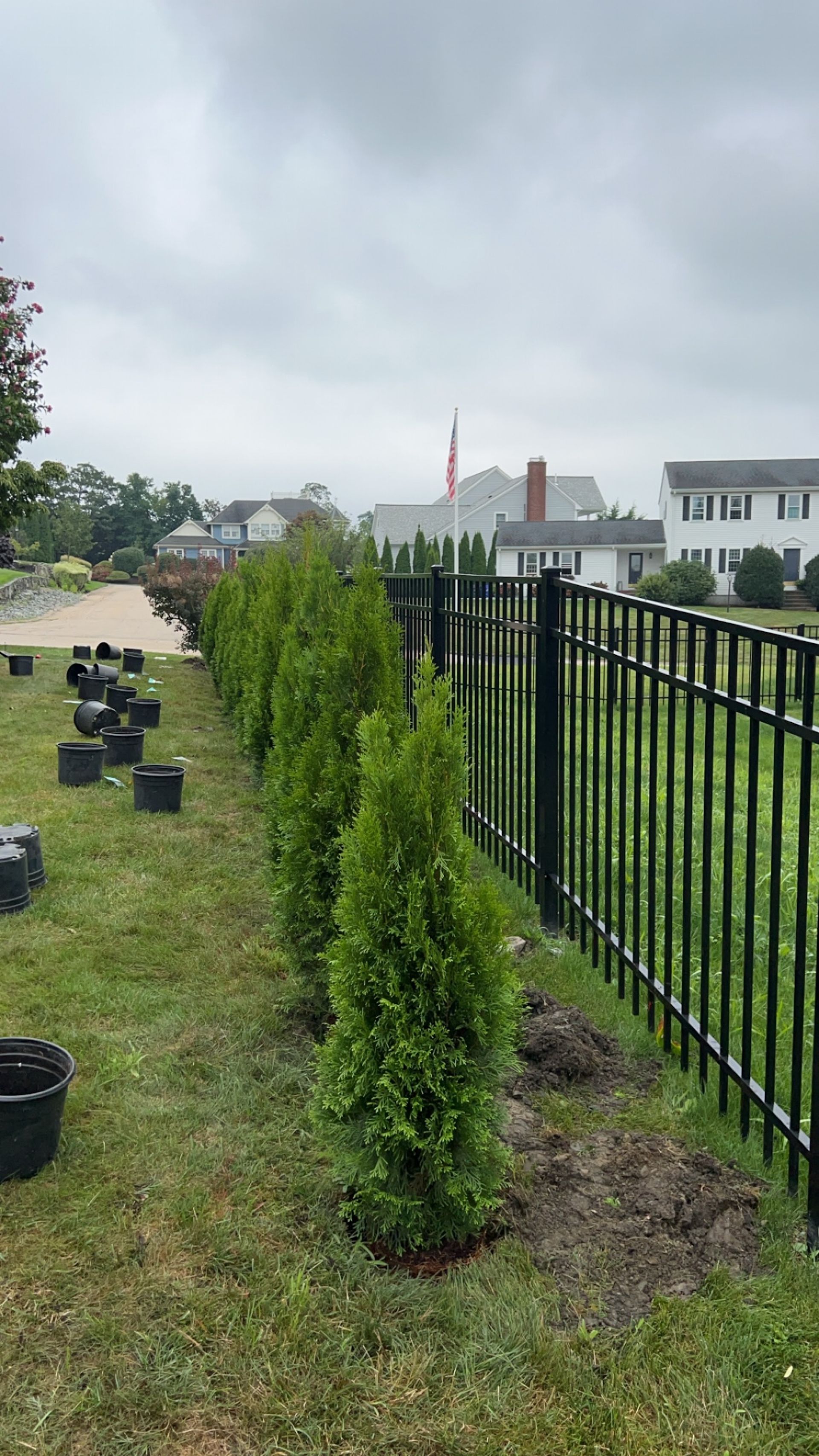 A row of newly planted evergreen shrubs alongside a black metal fence in a grassy yard under a cloudy sky.