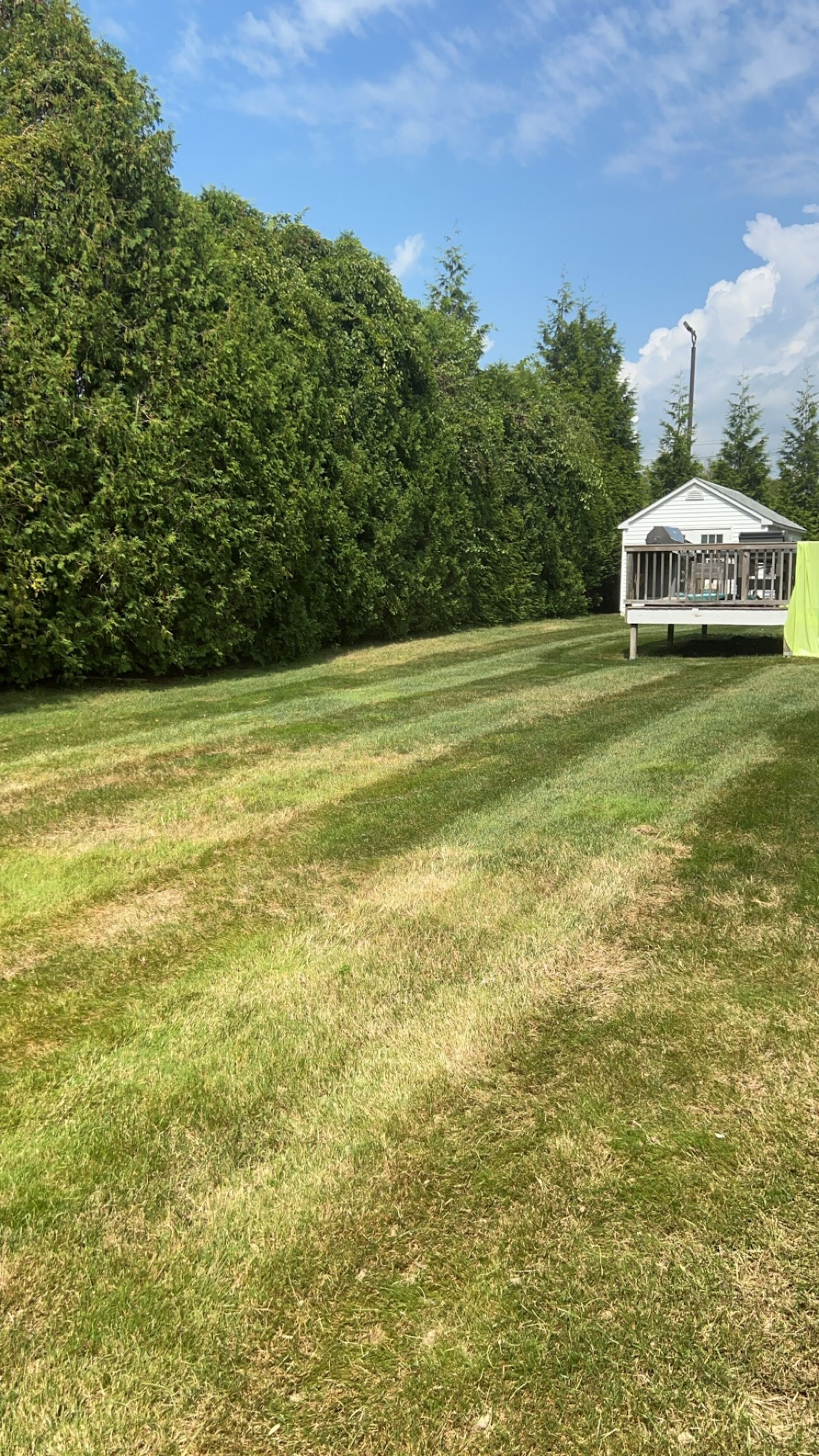 A small white shed sits in a grassy yard beside a tall hedge under a blue sky with light clouds.