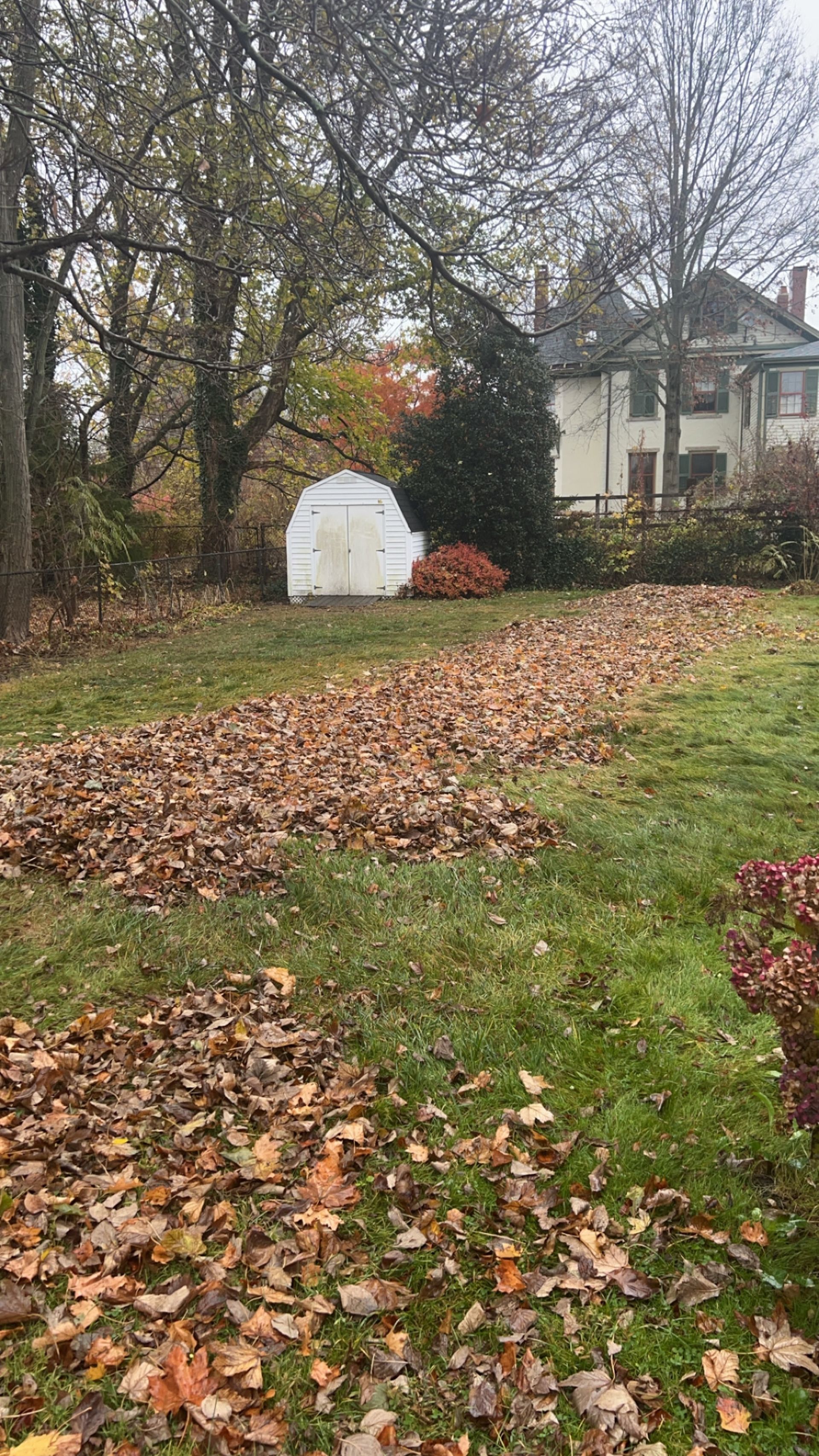 A yard covered in fallen autumn leaves with a small white storage shed and a house in the background.