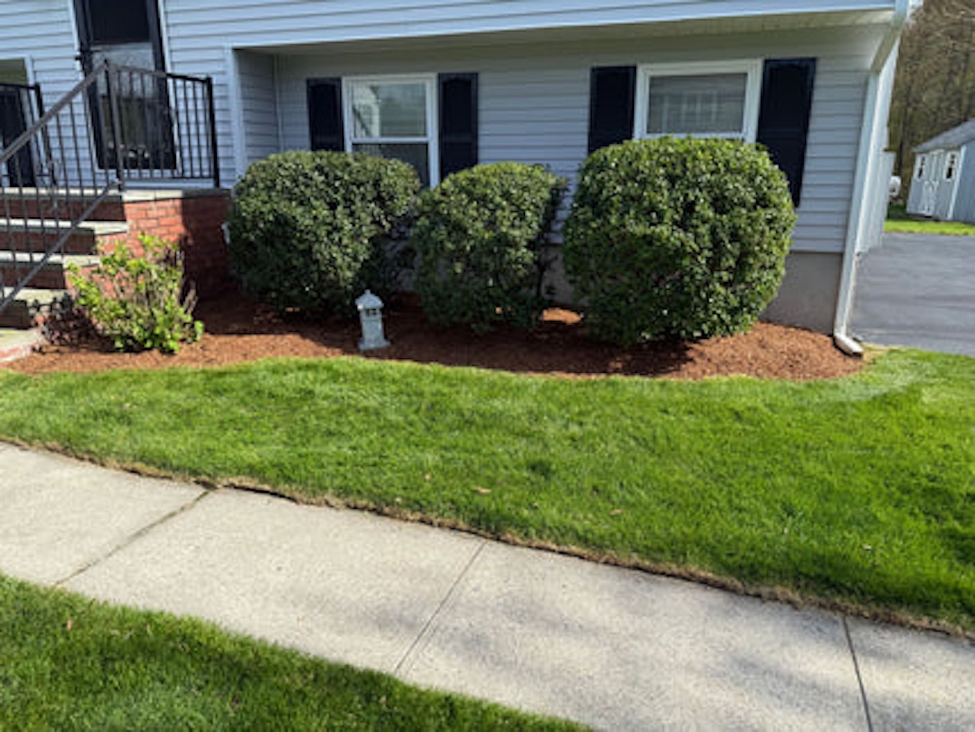 A light gray house with dark blue shutters and three large, round green shrubs in a mulched garden bed along the front.