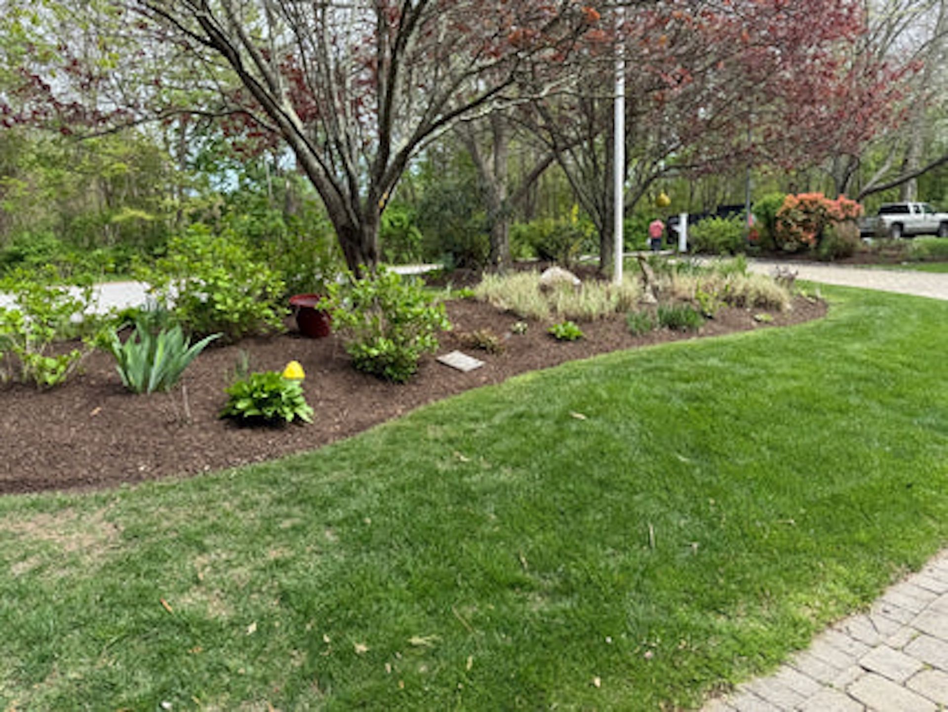 A landscaped garden bed with mulch, small shrubs, and tall grasses under a tree, bordered by a green lawn and stone path.