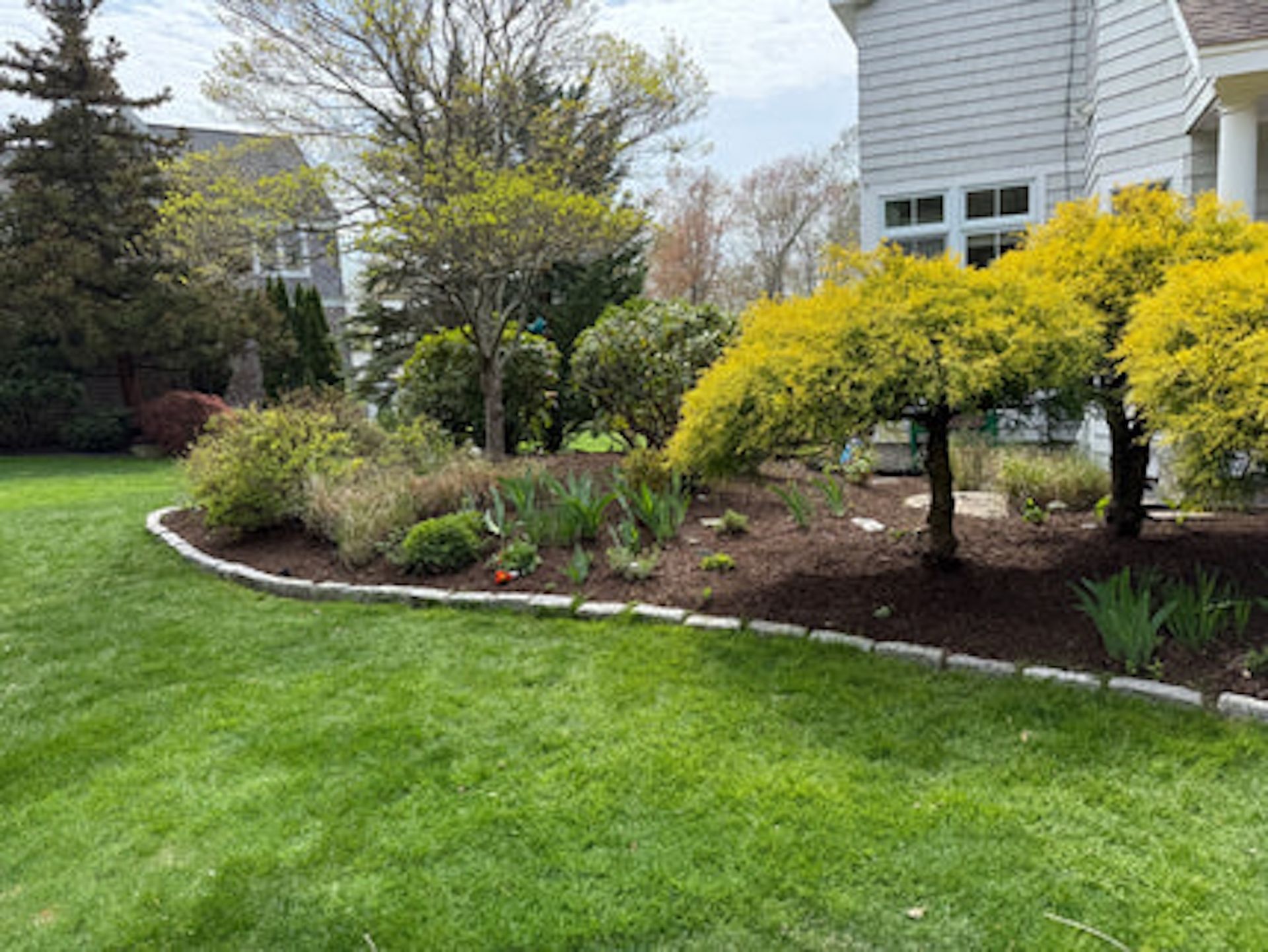 A manicured garden bed with yellow-foliaged trees and shrubs, bordered by stone pavers next to a green lawn and house.