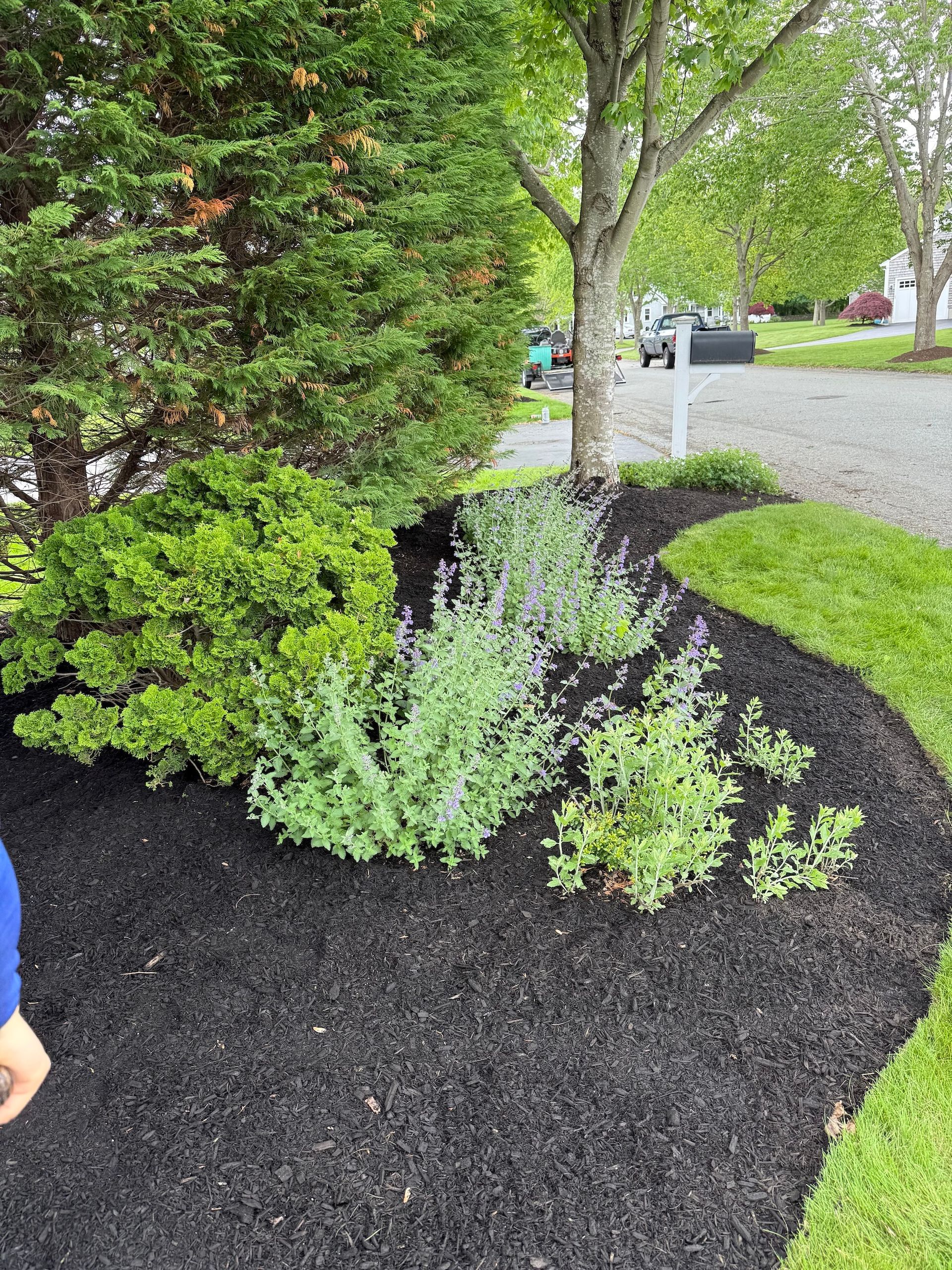A landscaped garden bed with mulch, a green shrub, and flowering perennial plants near a tree and grass lawn.