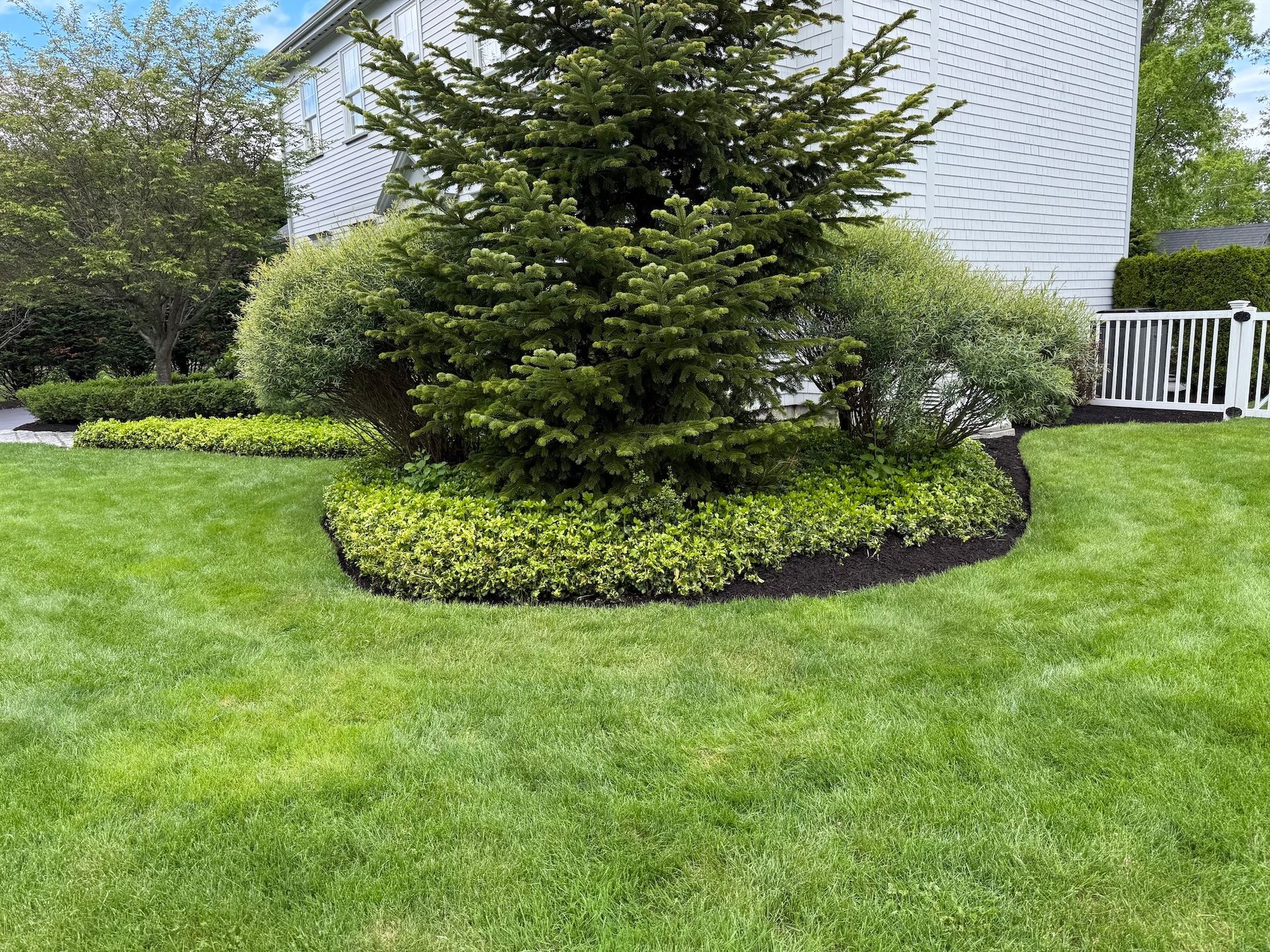 A large evergreen tree surrounded by a low-lying shrub bed and dark mulch in a well-manicured green lawn.