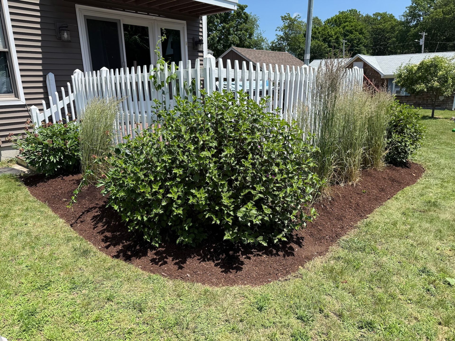 A landscape garden bed with a large central green shrub, ornamental grasses, and mulch in front of a white picket fence.