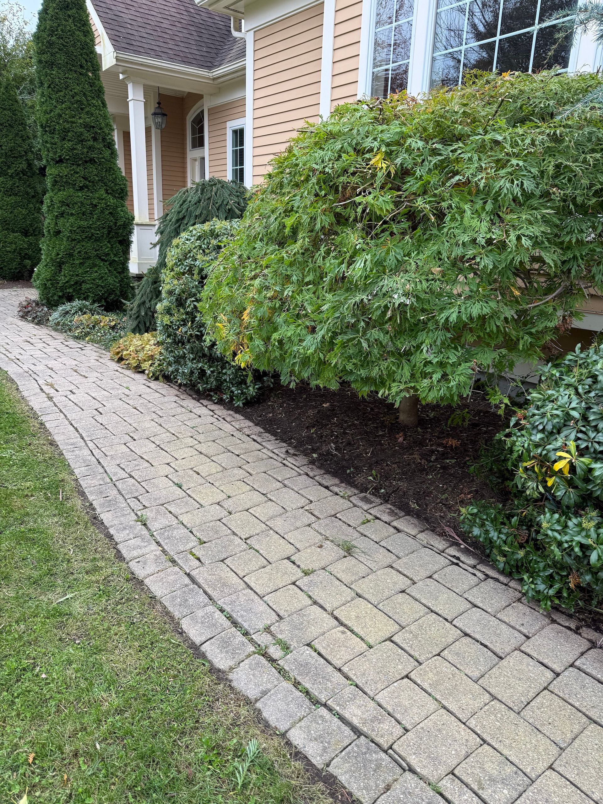 A paved stone walkway leads along the side of a house with tan siding, bordered by green shrubs and a tall evergreen.