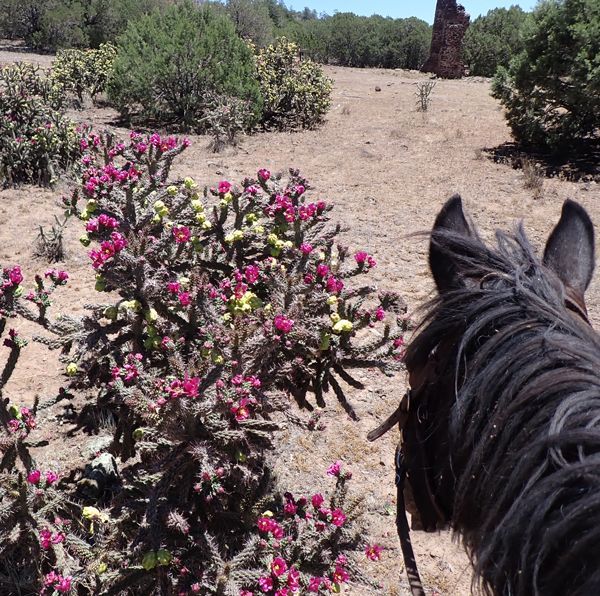 Riding the White Mountain Trail System