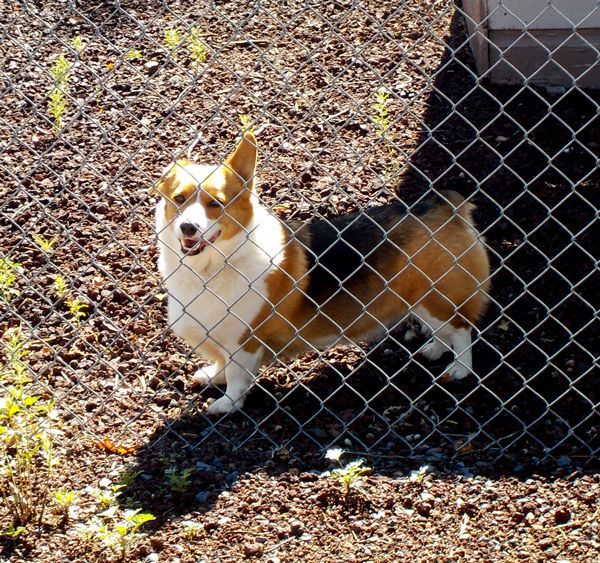 Greeting Friendly Canines 
