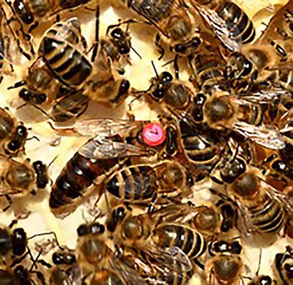 An interview with Greg the Sasquatch of Sasquatch Honey Bees 