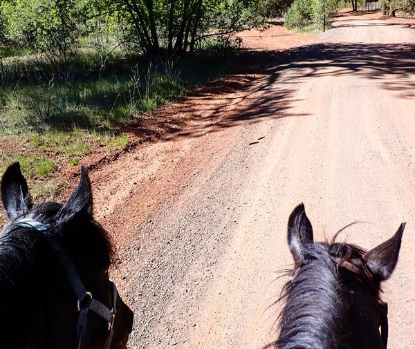 Horseback Riding the White Mountain Trail System