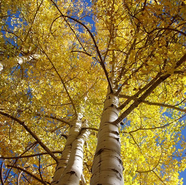 The transition of seasons