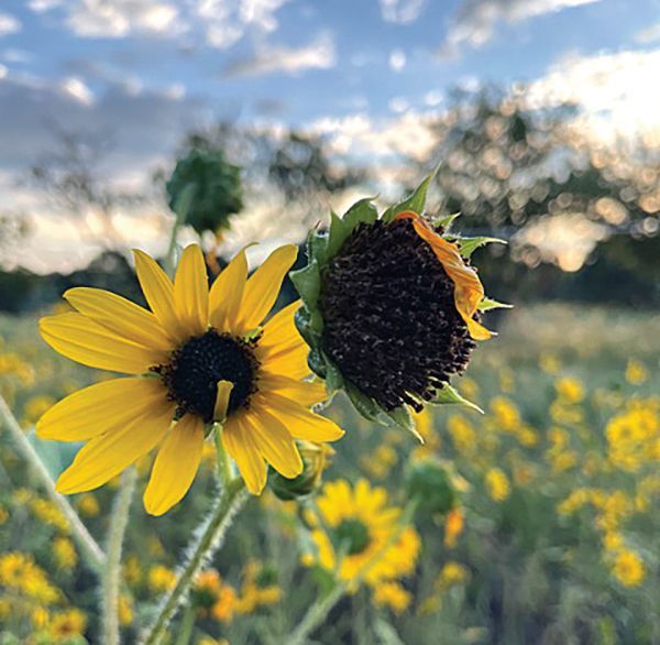 Wildflowers and the changing seasons