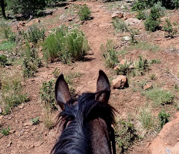 The White Mountain Trail System