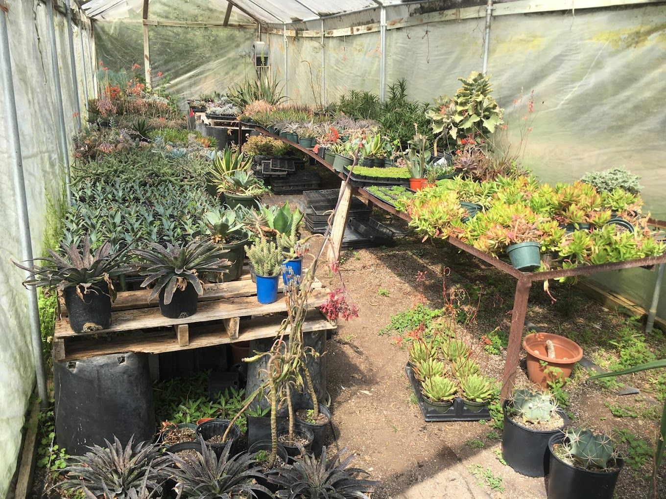 Plant Nursery San Antonio, TX 2105206529