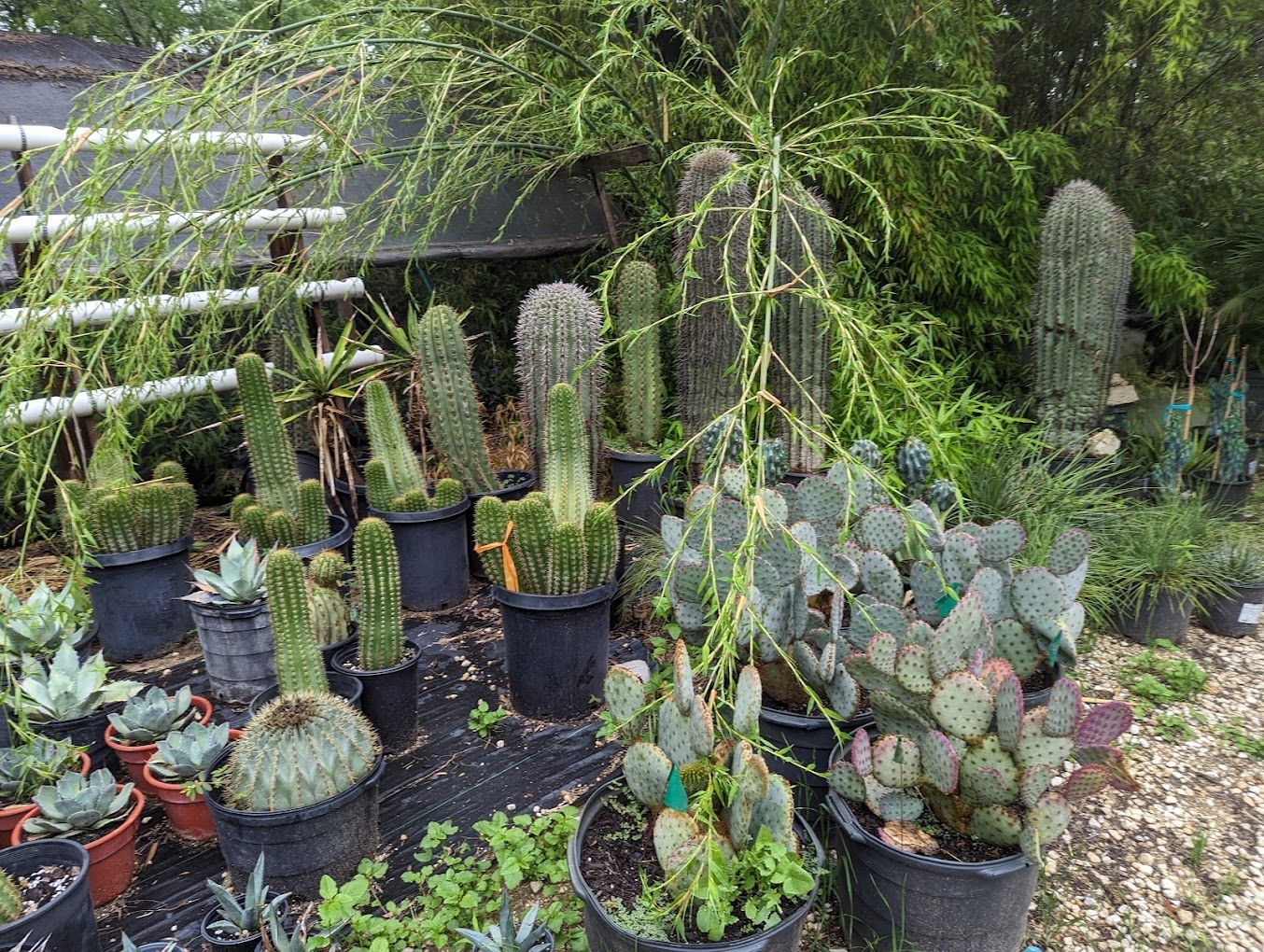 Plant Nursery San Antonio, TX 2105206529