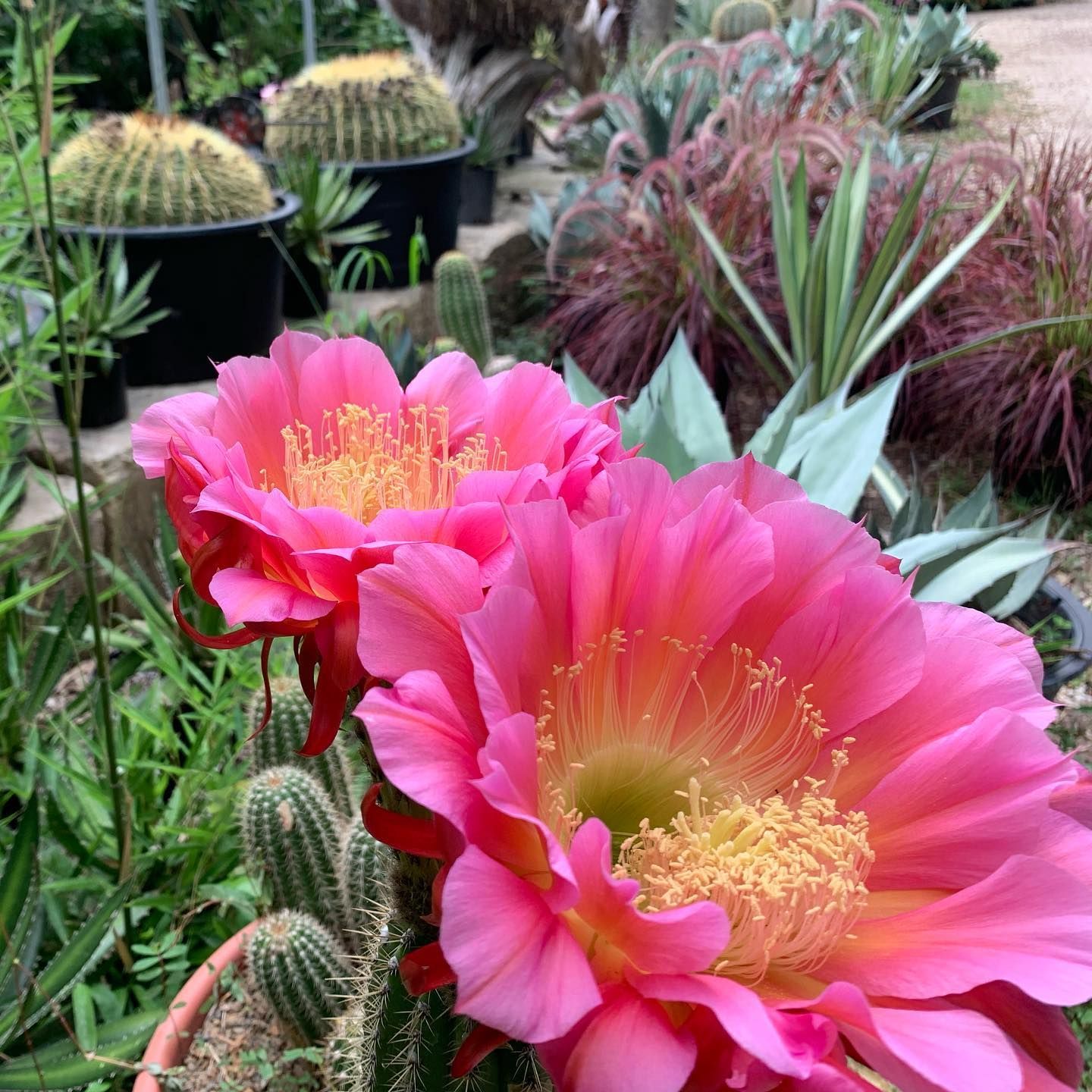 Plant Nursery 
