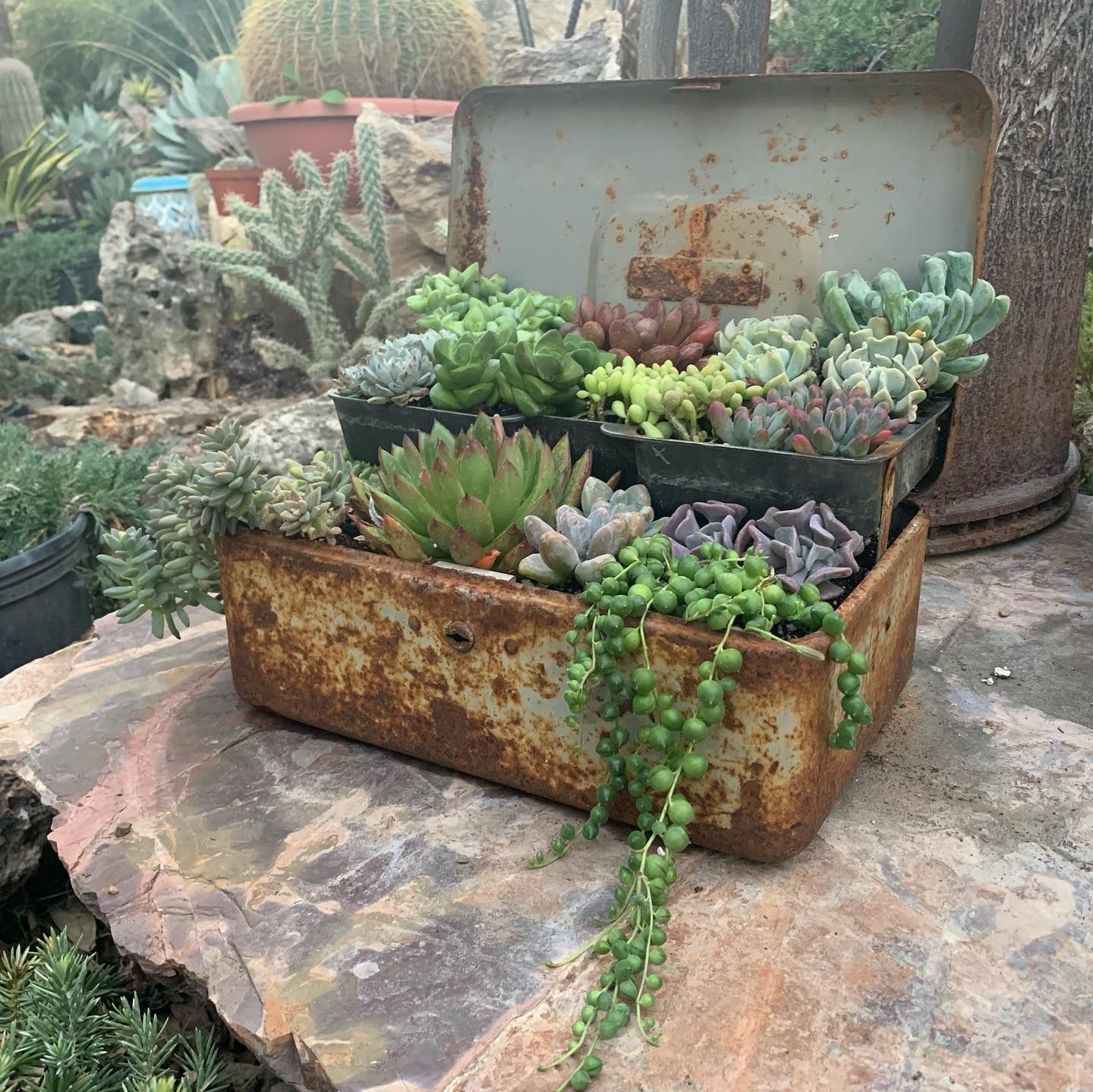 Plant Nursery 
