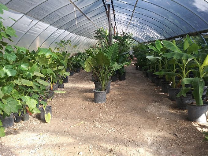 Plant Nursery 
