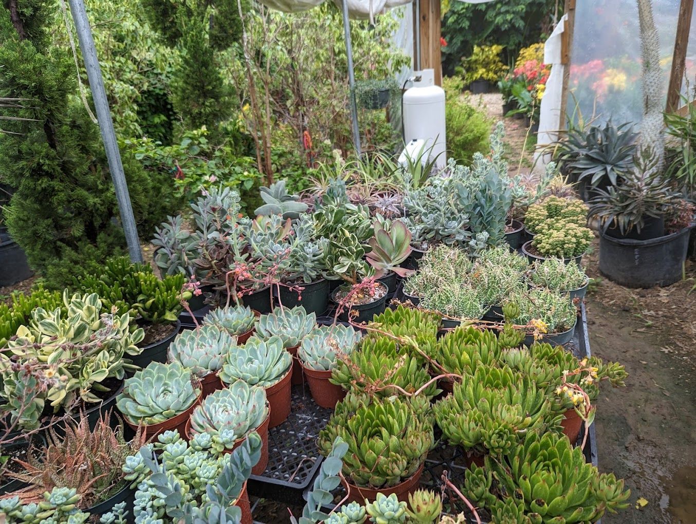 Plant Nursery 