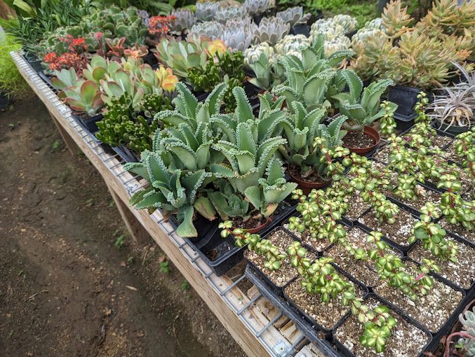 Plant Nursery 