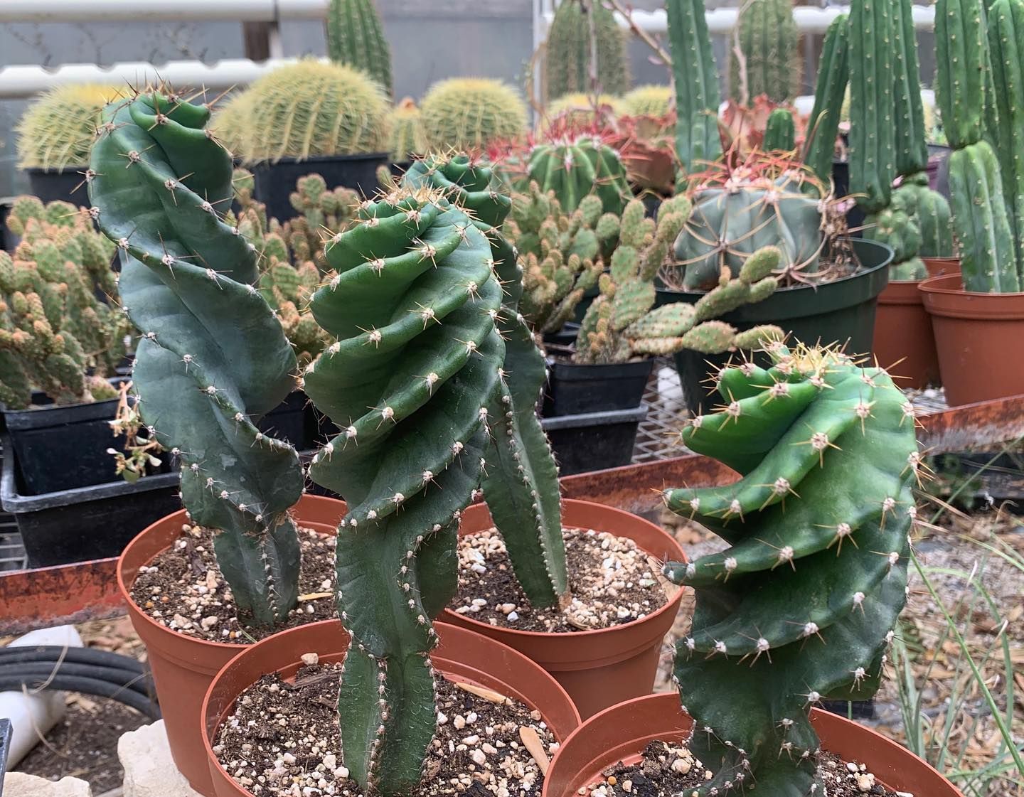 Plant Nursery 