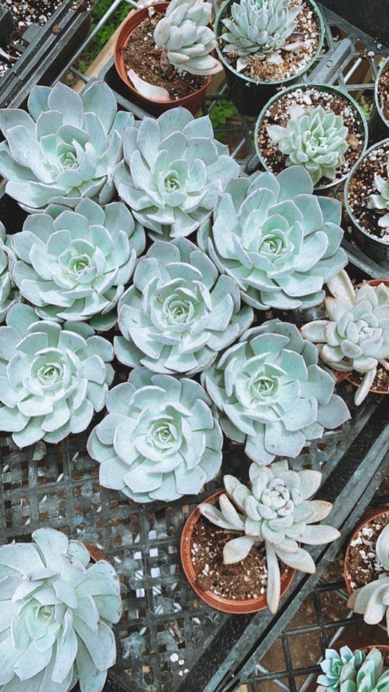 Plant Nursery 