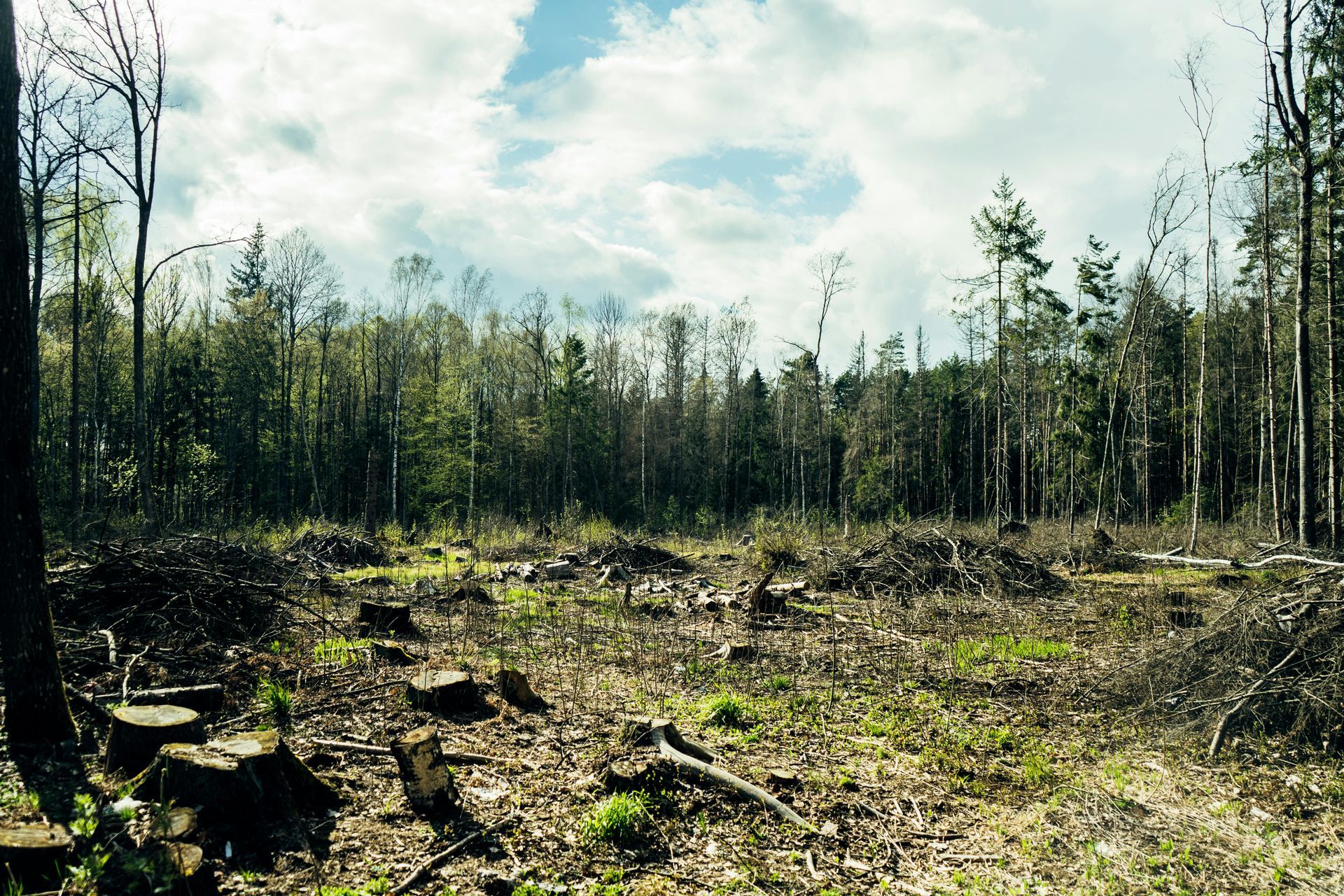 Cleared forest area with tree stumps and sparse young trees under a cloudy sky