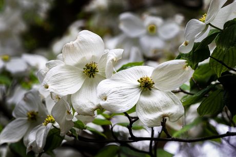 White dogwood blossoms with green leaves in soft sunlight