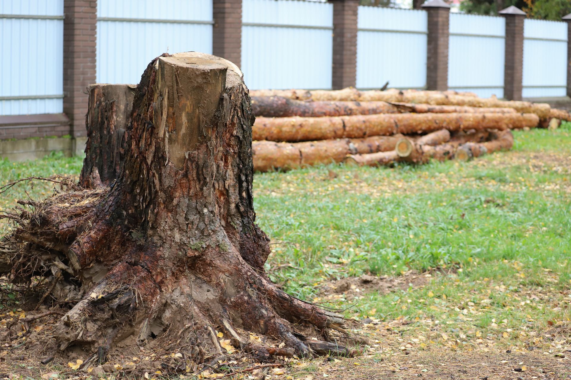 A large, rough-textured pine tree stump in the foreground with stacked logs lying on the grass near a fence.