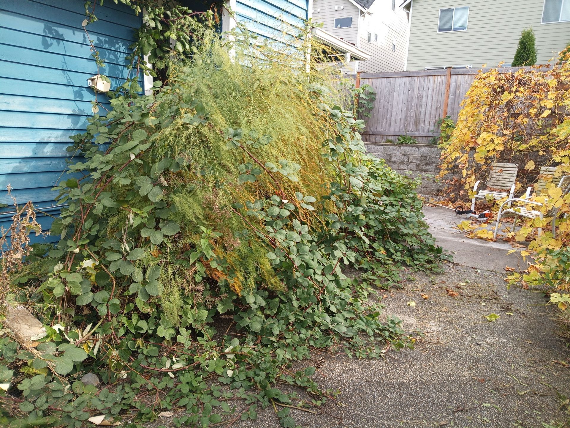 Ivy and blackberries before image