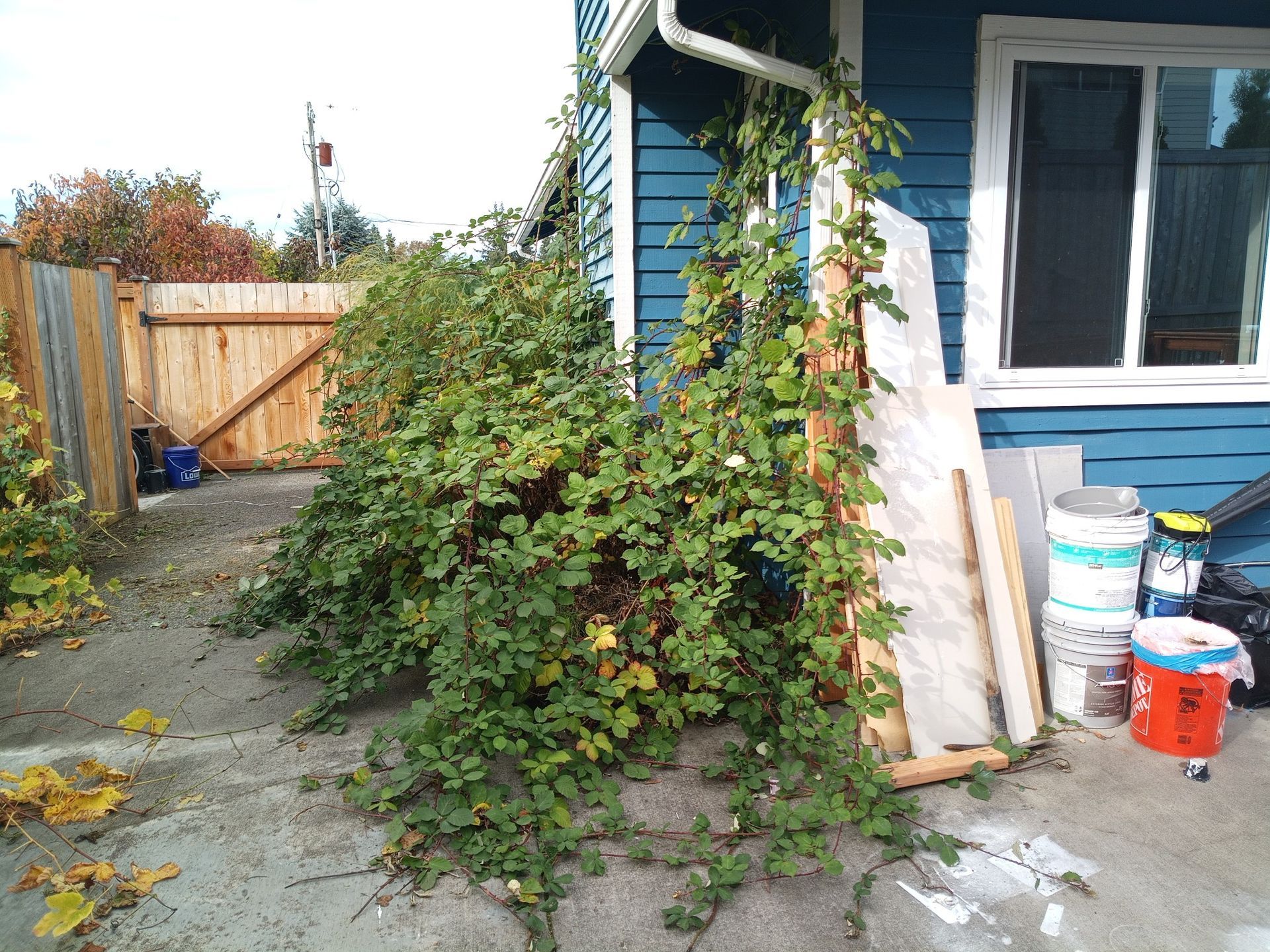 Ivy removal