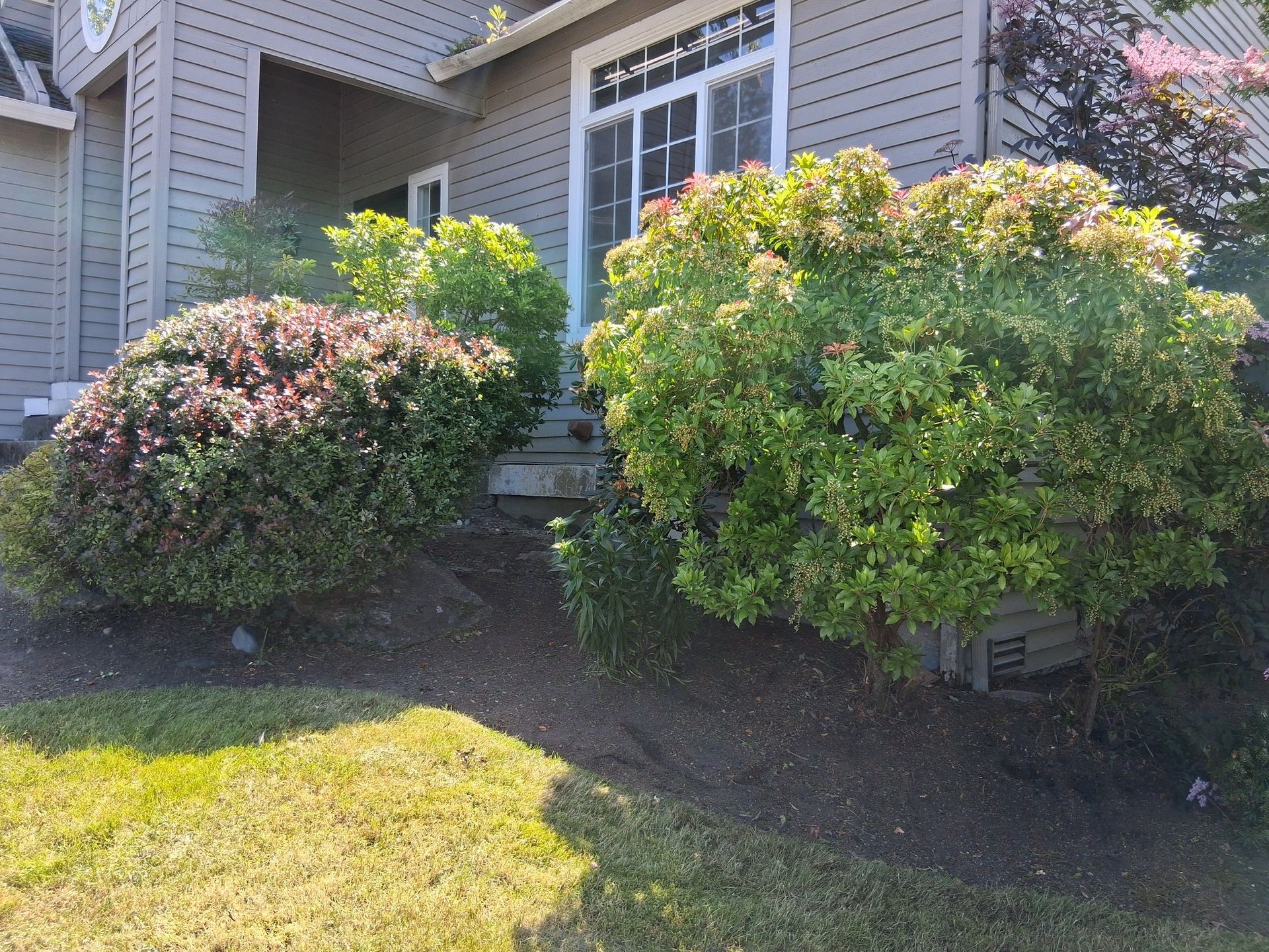 Yard Cleanup