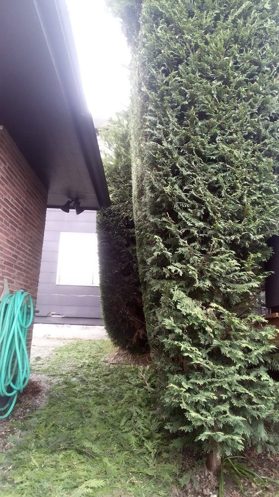 Shrub timming