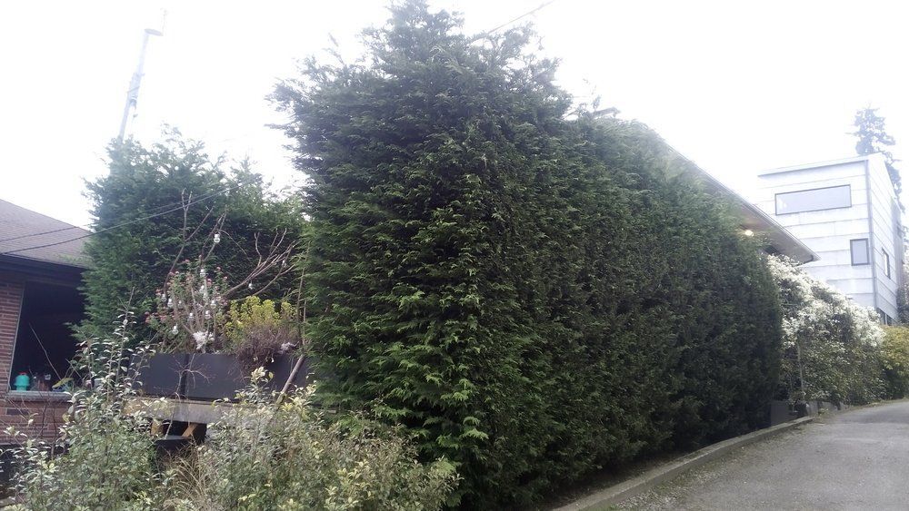 Pruned shrub