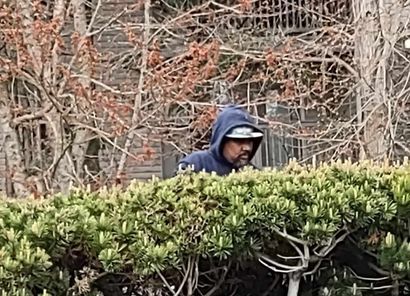 hedge trimming