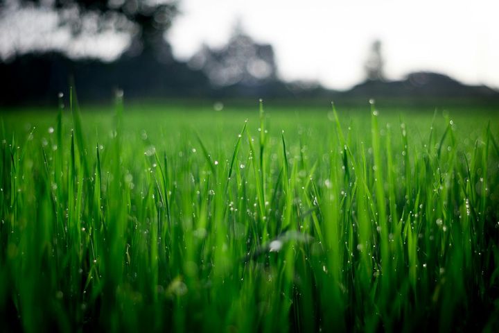 about our landscaping company