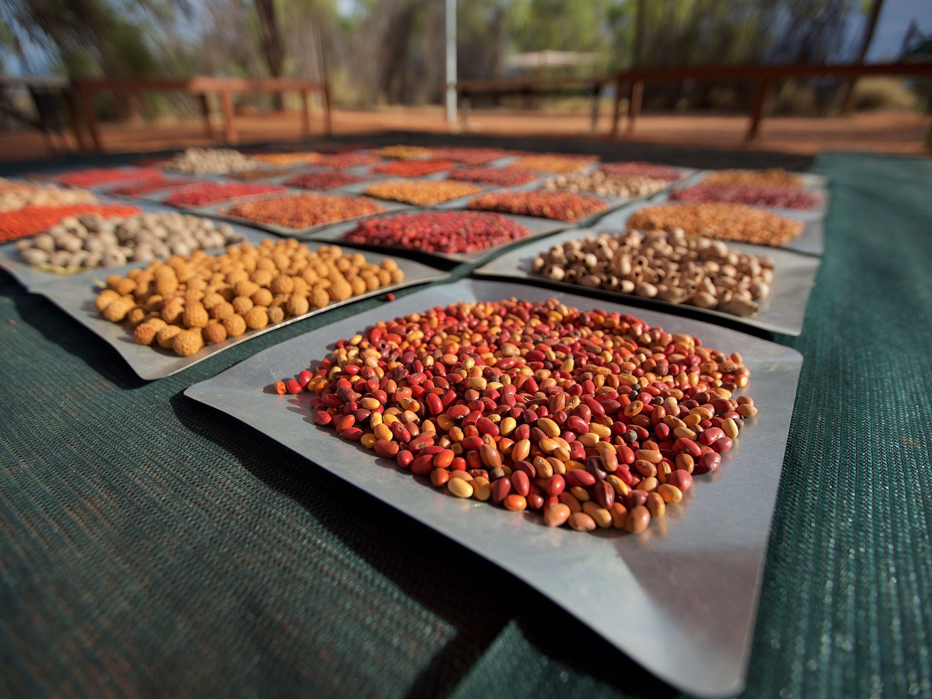 A bunch of different types of seeds on a table