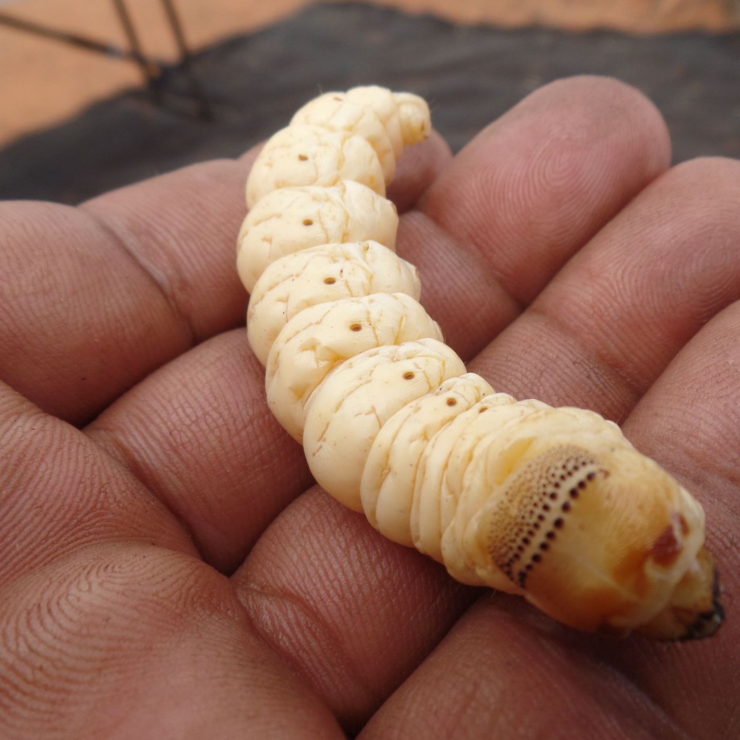 A person is holding a small white caterpillar in their hand