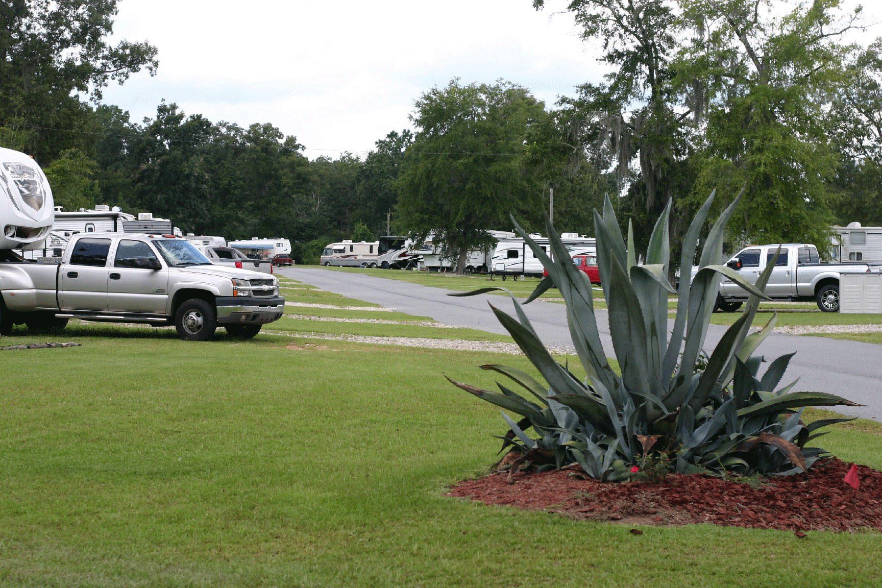 RV campground with parked vehicles and a large succulent plant in foreground.