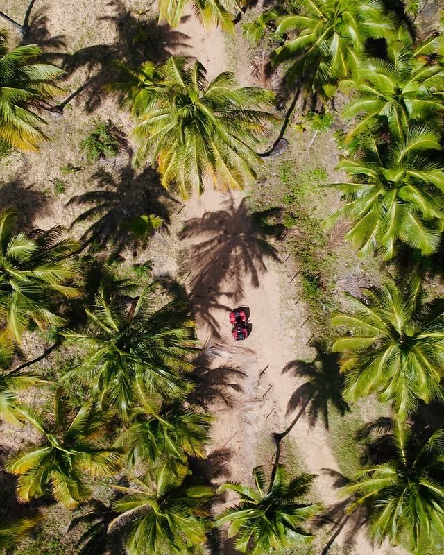 Vista aérea de uma pessoa com uma blusa vermelha caminhando por uma trilha de areia entre altas palmeiras.