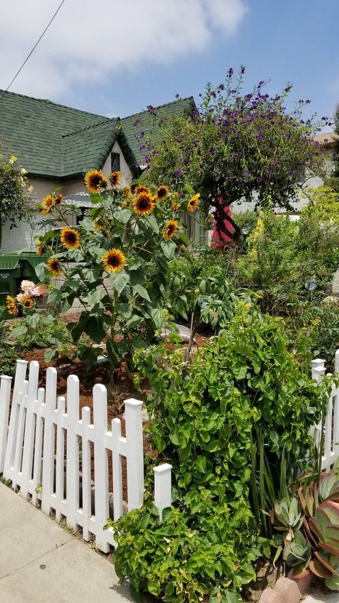 A garden with sunflowers and a white picket fence in front of a house.
