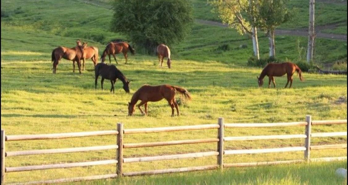 A herd of horses grazing in a grassy field behind a wooden fence